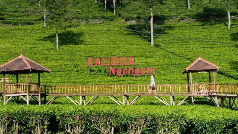 8 Tempat Wisata di Kabupaten Brebes Terkini Dan Terbaru 2024