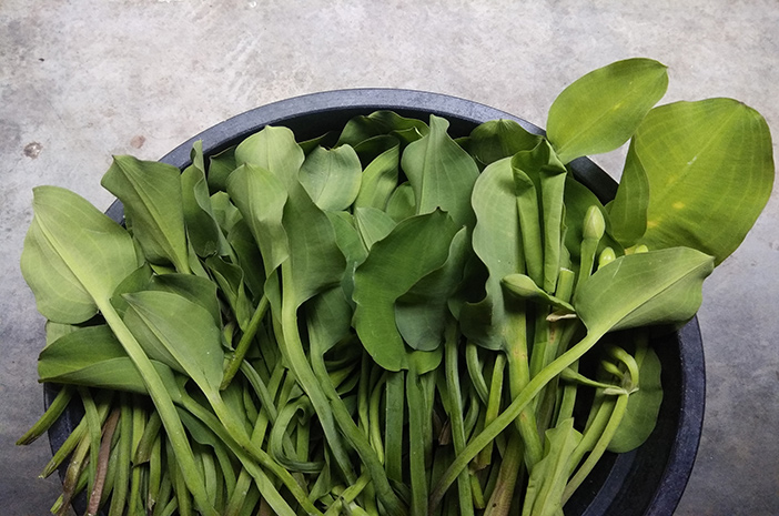 manfaat sayur genjer