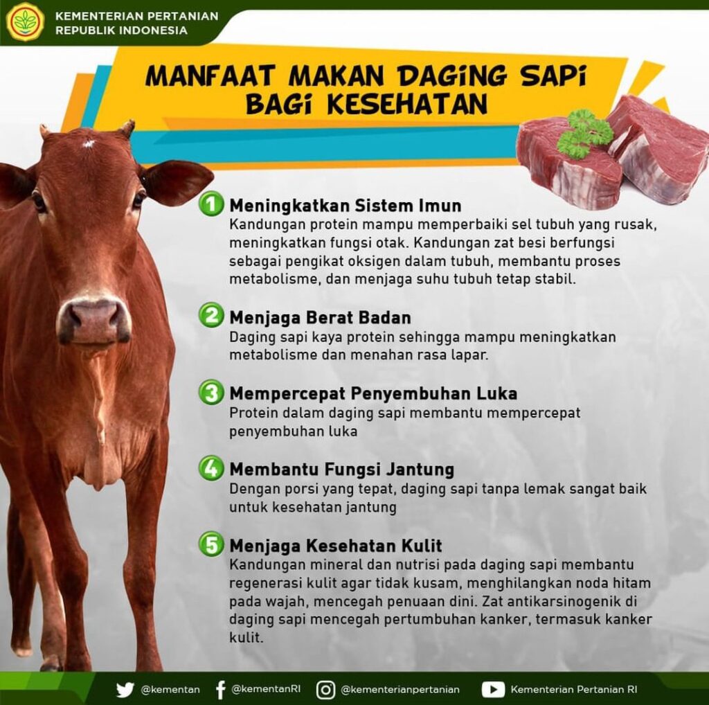 manfaat daging sapi