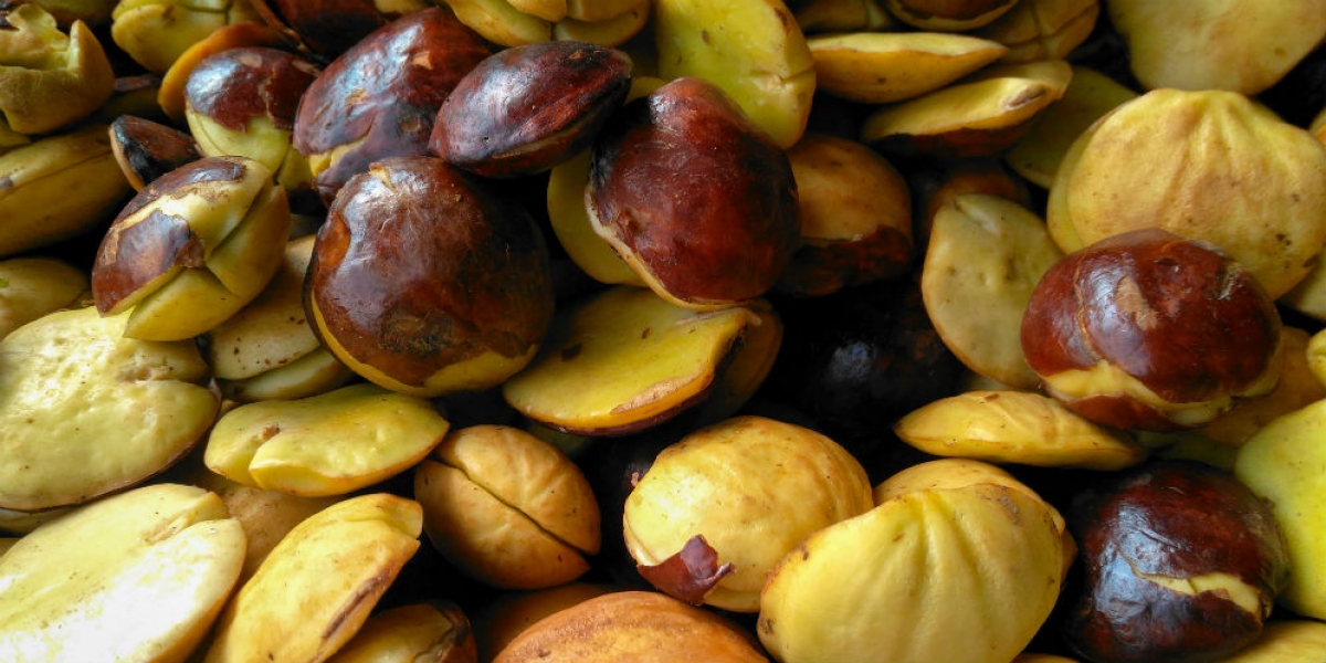 16 Terbaru Manfaat Makan Jengkol Untuk Kesehatan Hidup