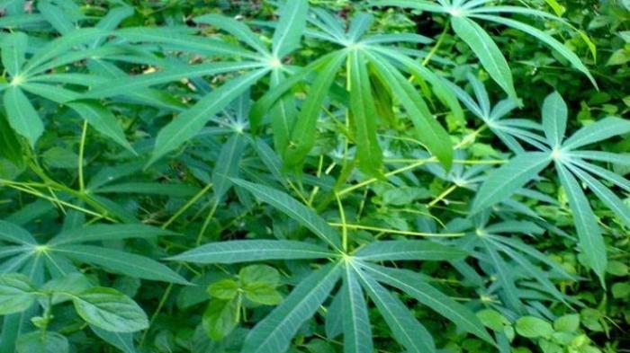 15 terbaru manfaat daun singkong